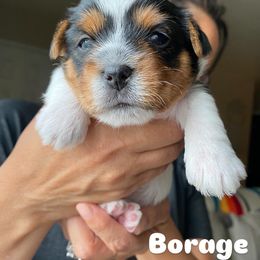 Yorkshire Terrier Puppies from Lala & Co.