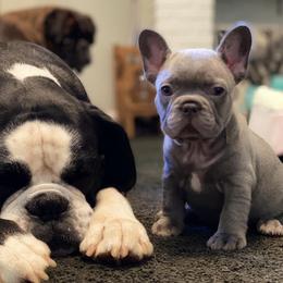 Boxer and French Bulldog Puppies from Schuster Haus