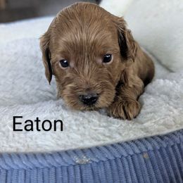 Eaton - Red male Cavapoo puppy in Anaheim, California from West Coast Cavapoos