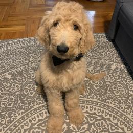Goldendoodle Puppies from SunriseDoodles