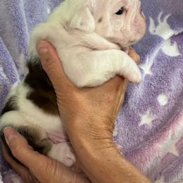 Leonard - Fawn brindle and white male Bulldog puppy in Cheyenne, Wyoming from Magic City Kennel