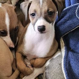 Boy 2 - male Italian Greyhound puppy in Phillips, Maine from Maplewood Italian Greyhounds