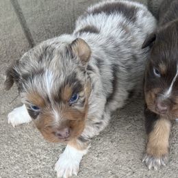 Australian Shepherds from Maverick’s Country Aussies