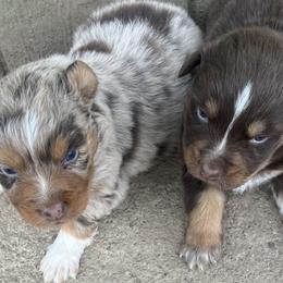 Australian Shepherds from Maverick’s Country Aussies