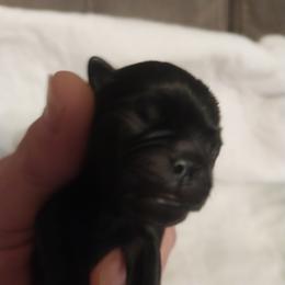 Pug Puppies from Gadsden Pugs