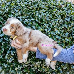 Powder - Red merle female Aussiedoodle puppy in Kennesaw, Georgia from Distinctive Doodle