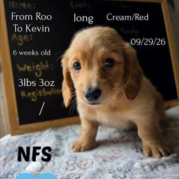 Roo - Red male Dachshund puppy in Hoquiam, Washington from Heyd's Mini Dachshunds