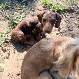 Beau - Dapple male Dachshund puppy in Crossville, Tennessee from Golden Mini Farm
