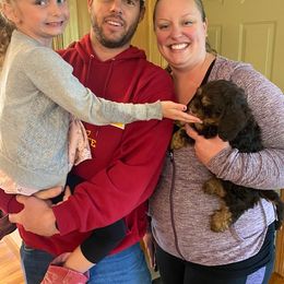 Cockapoo Puppies from Maple’s Cockapoo Puppies