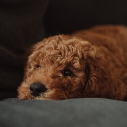 Goldendoodle and Poodle Puppies from Abner Creek Doodles
