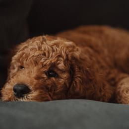 Goldendoodle and Poodle Puppies from Abner Creek Doodles