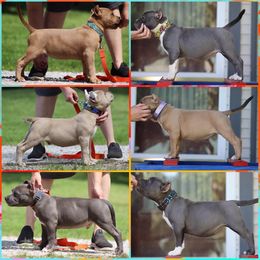 American Bully Puppies from Wulfsbane American Bullies
