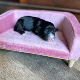 Waylon - Black male Cavapoo puppy in Thorndale, Texas from Hattie’s Texas Cavapoos