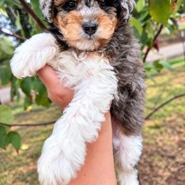 Cloud - Merle female Cavapoo puppy in Austin, Texas from Doodles of Central Texas