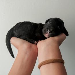 Dayton - Black male Sheepadoodle puppy in Wabash, Indiana from DOODCompany