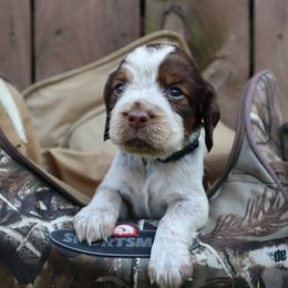 English Springer Spaniel Puppies from White Pine Springer Spaniels