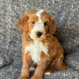 Lux - Red  male Goldendoodle puppy in Wharton, Texas from Little Fur Friends