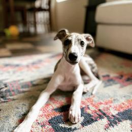 Whippet Puppies from Smithfield Park