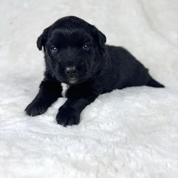 Vincent - Black & white male Miniature Australian Shepherd puppy in Bedias, Texas from JSK Aussie and Cavaliers