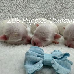 Boy 2 - White male Maltese puppy in Denair, California from 209 Puppies California