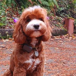 Harper - Australian Labradoodle