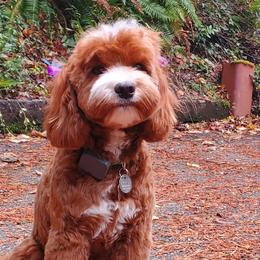 Harper - Australian Labradoodle