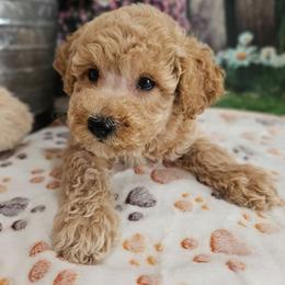 Hank - Cream male Poodle puppy in Lebanon, Missouri from Leerose Puppies