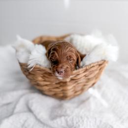 Reed - Red  male Goldendoodle puppy in Greencastle, Indiana from Willow & Co.