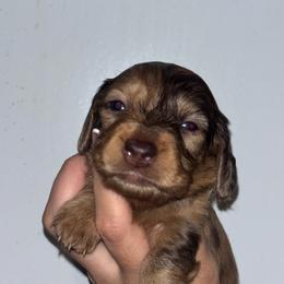 Simba - Dapple male Dachshund puppy in Lumberton, Mississippi from Doris’ Darlin Doxies & Doodles