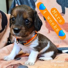 Mars - Piebald male Dachshund puppy in Harrodsburg, Kentucky from Wayward Home Dachshunds