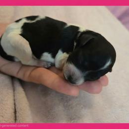 Girl 4 - Parti female Poodle puppy in Bauxite, Arkansas from Mountain Ridge Poodles