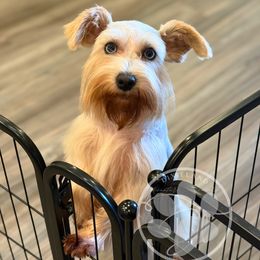 Violet - Miniature Schnauzer
