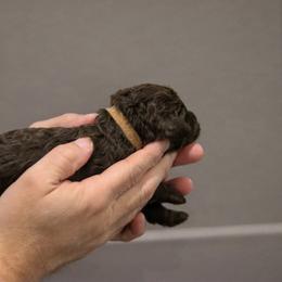 Labradoodle Puppies from SOLA Doodles
