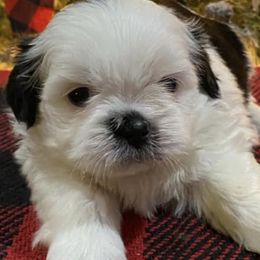 Shih Tzus from Tipsy's Treasures
