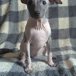 American Hairless Terrier Puppies from Bare Valley