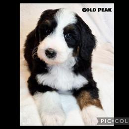 Gold Peak - Black and white male Sheepadoodle puppy in Roseburg, Oregon from Lookingglass Doodles