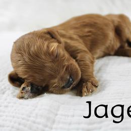 Jager - Red  male Goldendoodle puppy in Casa Grande, Arizona from AzDoodle Dandies