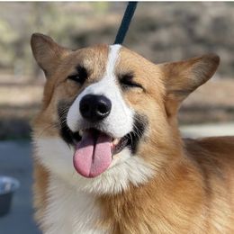 Chief - Pembroke Welsh Corgi