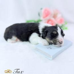 Tux - Black tri-color male Australian Shepherd puppy in Jonesborough, Tennessee from Lotus Australian Shepherds