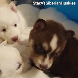 Jarvis - Red and white male Siberian Husky puppy in Savannah, Georgia from Stacy's Siberian Huskies