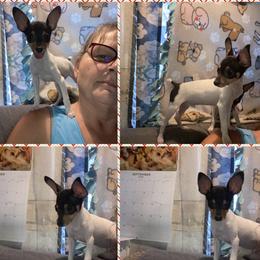 Toy Fox Terrier puppies from 3T’s Toy Fox Terriers