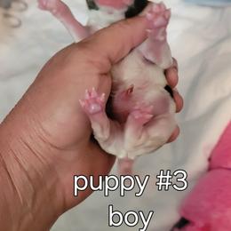 Axel - White black and tan male Papillon puppy in Conetoe, North Carolina from Southern Belle's Biewer Terriers & Papillons