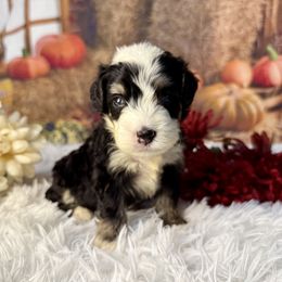 Hook, Black Collar - Tri-color male Bernedoodle puppy in Lake Panasoffkee, Florida from Donnas Deluxe Doodles LLC