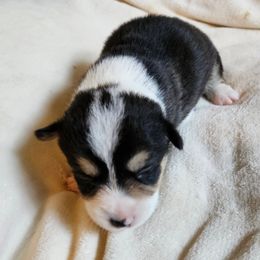 Pembroke Welsh Corgi Puppies from Gingersnap Pembroke Welsh Corgis