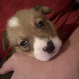 Mistletoe - Sable male Pembroke Welsh Corgi puppy in Orangevale, California from Corgis of the Heart