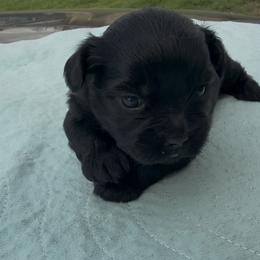 Pearla - Black and tan female Yorkshire Terrier puppy in Houston, Texas from Little things