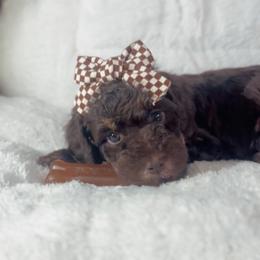 KISSES - Brown and white female Aussiedoodle puppy in Houston, Texas from Jomelkin Furry Pals