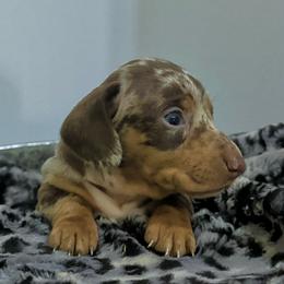 Mocha Chocolate Dapple - Dapple male Dachshund puppy in Bremen, Georgia from Jones Royal Kennels / Jones Miniature Dachshunds