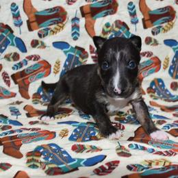 Male 1 - Black brindle and white male Miniature Bull Terrier puppy in Fontana, California from JLB Beagles & MBT