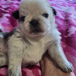 DARK Blue Panda - Black male Pug puppy in Kernersville, North Carolina from Royal House of Pugs